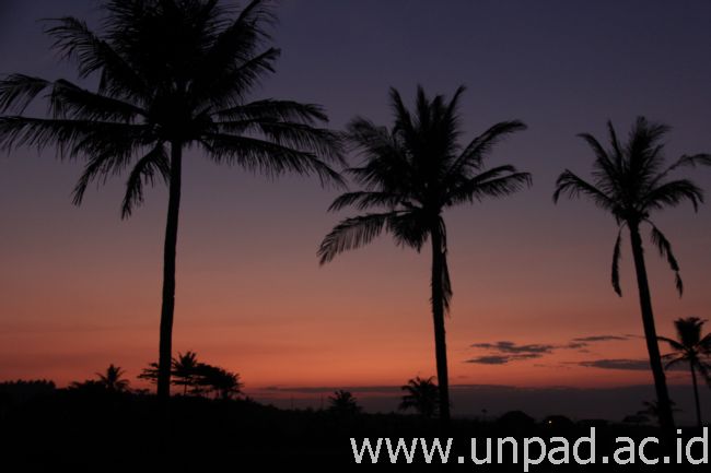 Pohon kelapa yang tumbuh di sepanjang Pantai Garut Selatan *