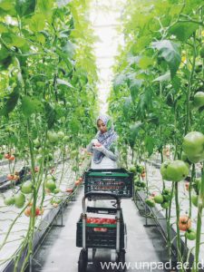 Desti saat panen di salah satu perusahaan di Jepang *