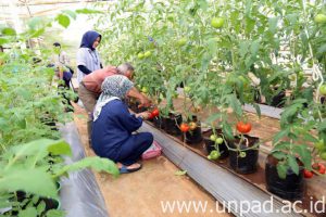 humas-unpad-2016_11_09-panen-tomat-2-dadan